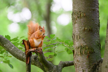 A squirrel on a broken branch cracks a nut.