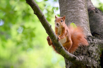 A squirrel sits on a branch and stretches its leg.