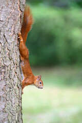 I stopped upside down on a tree trunk.