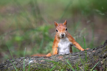 A squirrel leaning against a tree root observes the surroundings.