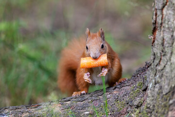 A squirrel in the forest is carrying a snack.