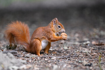 The squirrel has found a nut and is trying to crack it.