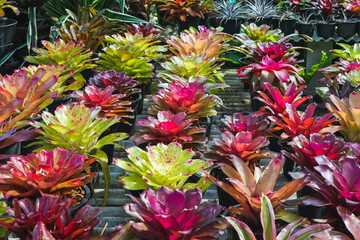 Multicolored bromeliad, colorful bromeliad leaves, Tropical plants in green house for garden decoration. Colorful Neoregelia plant for home decoration. Beautiful Neoregelia bromeliad plants in park.