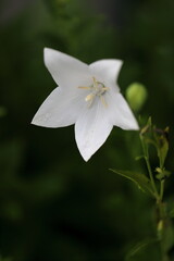 Fototapeta premium キキョウ