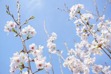 桜の行進
