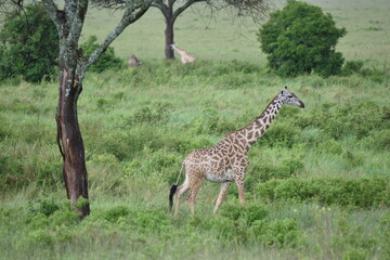 Naklejka na ściany i meble Elegant Giraffe in serengeti, tanzania, africa