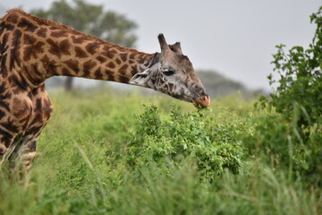Elegant Giraffe in serengeti, tanzania, africa