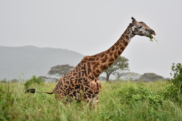 Elegant Giraffe in serengeti, tanzania, africa