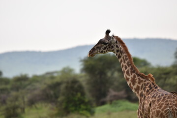 Elegant Giraffe in serengeti, tanzania, africa
