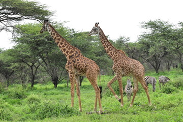 Elegant Giraffe in serengeti, tanzania, africa