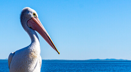 Close up pelican photo, looking to the right with a bright blue Australian sky in the background 