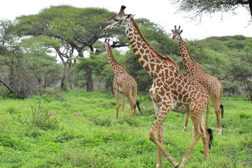 Elegant Giraffe in serengeti, tanzania, africa