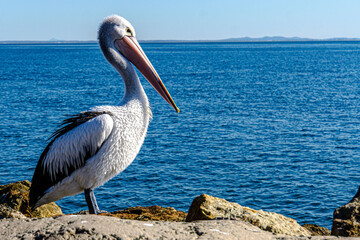 Pelican looking right, against the deep blue sea at mid day at Amity Point, North Stradbroke Island, Queensland, Australia 