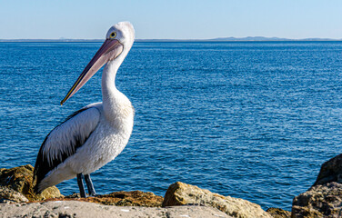 Pelican glancing to the left, standing in the midday sun, against the bright blue ocean at Amity Point North Stradbroke Island