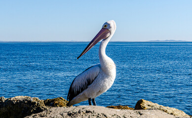 Pelican standing in front of the bright blue sea in the midday sun at Amity Point Stradbroke Island Australia 