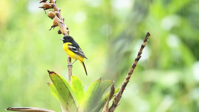 Tropical Bird in Costa Rica, Baltimore Oriel (icterus galbula), Colourful Yellow Exotic Bird in Rainforest, Perched Perching on a Branch, Costa Rica Wildlife at San Gerardo de Dota, Central America
