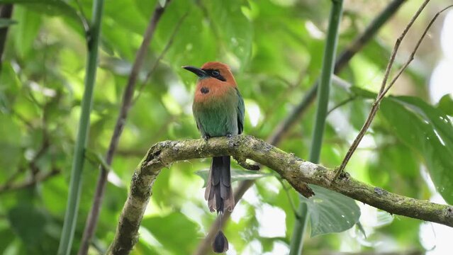 Beautiful Costa Rica Bird, Broad Billed Motmot (electron platyrhynchum), a Colourful Exotic Bird in Tropical Rainforest, Perched Perching on a Branch in a Tree, Arenal Volcano National Park