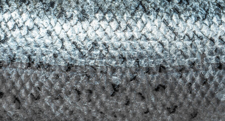 fish scales background close up. scales of Freshly caught North Atlantic salmon. Salmon fish scale. top view © Celt Studio