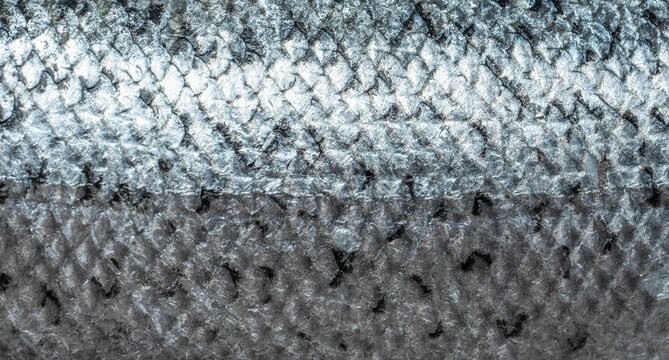 Fish Scales Background Close Up. Scales Of Freshly Caught North Atlantic Salmon. Salmon Fish Scale. Top View