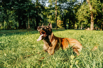 A Belgian shepherd dog is lying in park.