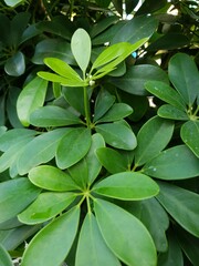 close up of green leaves
