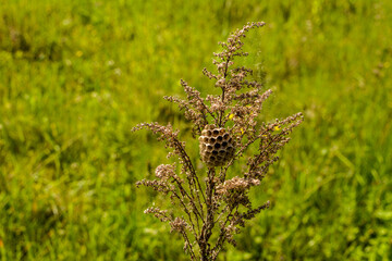 Wasp (Polistes bischoffi) watching its nest