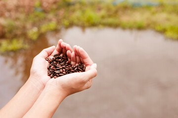 View of  Asia female hands with roasted coffee beans pouring out of cupped hands in bunch of other coffee seeds. Grains of fresh coffee roasting in hands with blurred background.