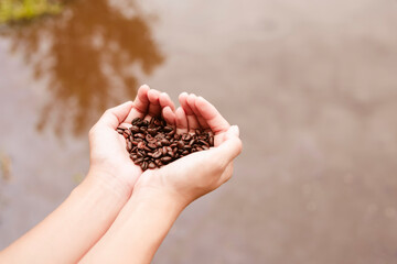 View of  Asia female hands with roasted coffee beans pouring out of cupped hands in bunch of other coffee seeds. Grains of fresh coffee roasting in hands with blurred background.