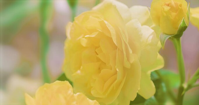 黄色の薔薇  ゴールデン・セレブレーション | Yellow Rose / Golden Celebration