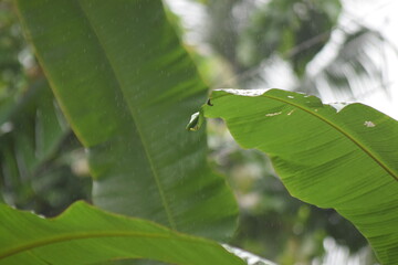 banana leaves in the rain