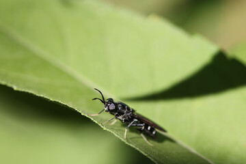 Black bee, with blue and green striped eyes, perched on a green leaf. Biodiversity and conservation of the habitat of beneficial species