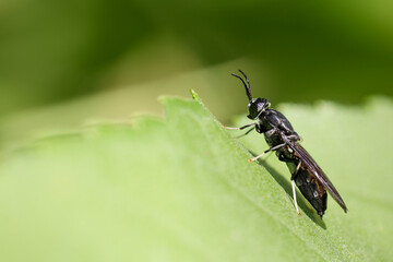 black bee on green leaf with copy space
