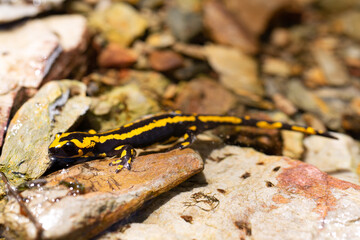 salamander in the water on stones. Biodiversity and habitat conservation of amphibians. Problems for amphibians due to climate change