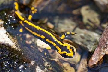 salamander swimming seen from above. Biodiversity and habitat conservation of amphibians. Problems for amphibians due to climate change
