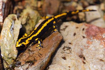 salamander on the rocks