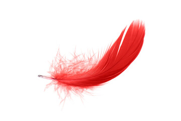 Single Red Feather Isolated on White Background. Down Swan Feather. 