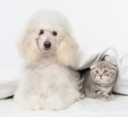 White fluffy poodle hugging a sleeping tabby kitten under a blanket on the bed.