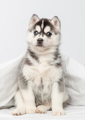 A small blue-eyed husky puppy lying under a blanket at home and laying his head on the bed with his paws outstretched. © Ermolaeva Olga
