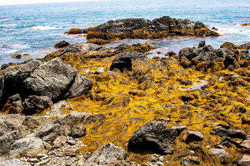 Detail view of gold seaweed and algae growing on rocks in the Atlantic Ocean in summer.