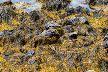 Detail view of gold seaweed and algae growing on rocks in the Atlantic Ocean in summer.