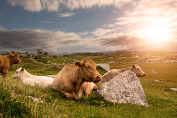Herd of cows laying on a grass field. Blue cloudy sky. Agriculture industry. West of Ireland. Picturesque scenery. Irish landscape. Relaxing on fresh air concept. Sun flare - obrazy, fototapety, plakaty