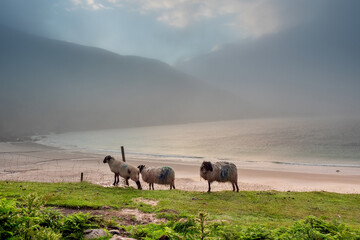 Three wool sheep on a grass, stunning Keem beach in the background. Early morning scene. Fog over the ocean. County Mayo, Ireland. Popular tourist area with stunning nature scenery.
