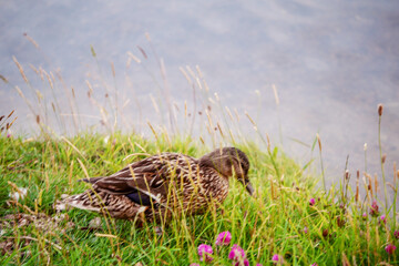 Young duck hiding in a green grass by a river. Surviving and growing in wild nature conditions concept.