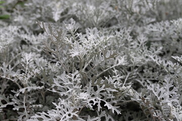 Jacobaea maritima. Dusty miller, Silver ragwort, Silver dust. 