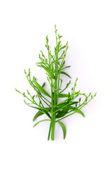 Andrographis paniculata flower isolated on white background , top view , flat lay.