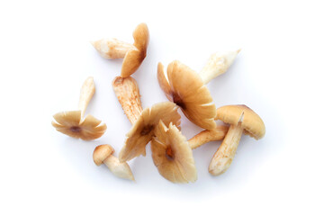 Group termite mushroom on white background , top view , flat lay.