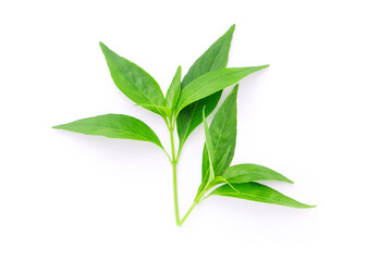 Fototapeta premium Tip of andrographis paniculata leaf on white background , top view , flat lay.