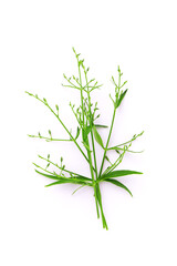 Obraz premium Andrographis paniculata flower isolated on white background , top view , flat lay.