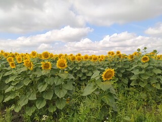 Fototapeta na wymiar Sunflowers in the summer field against the blue sky. Agriculture, sunflower oil production