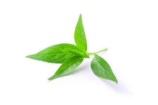Tip of andrographis paniculata leaf on white background.